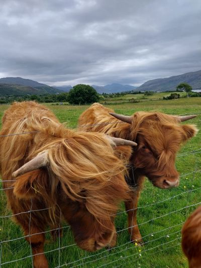 Friendly highland cattle on the banks of Lochbroom near Ullapool